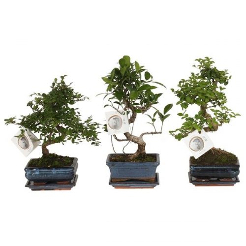 Bonsai 15cm s-shape in ceramic