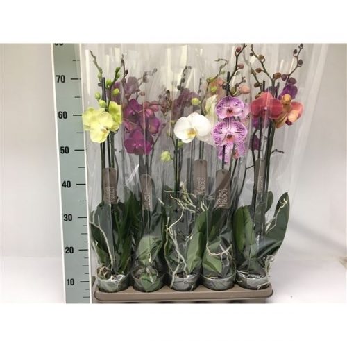 Phalaenopsis mix