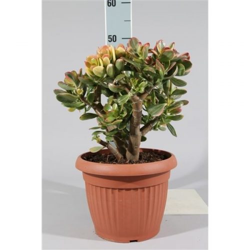 Crassula ovata hummels sunset