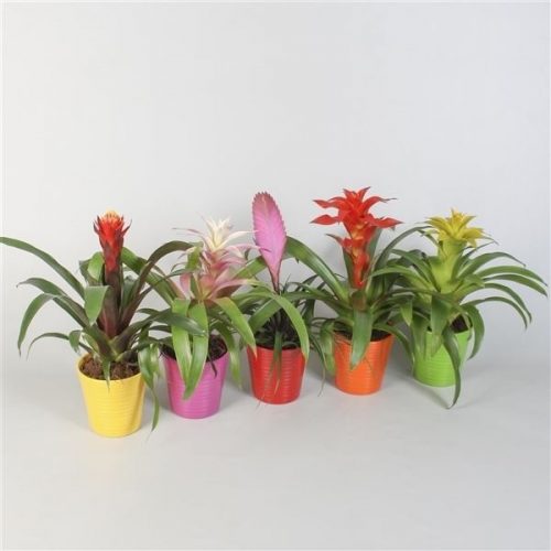 Guzmania optima plus mix