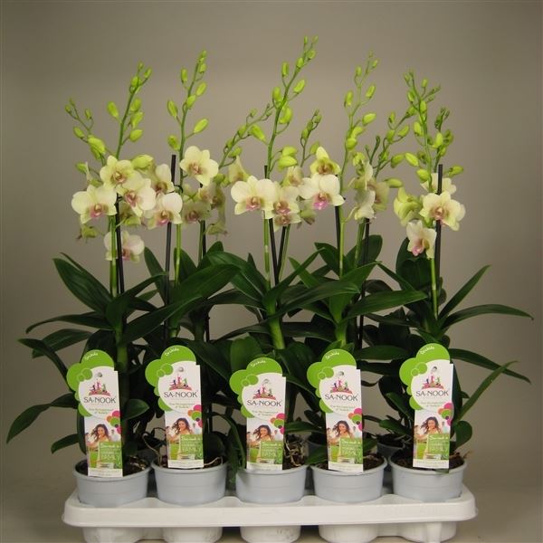 Dendrobium sa-nook snow jade