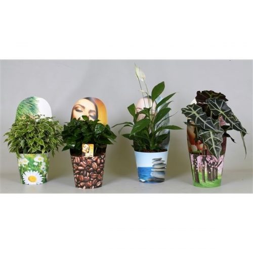 Arrangementen planten mix