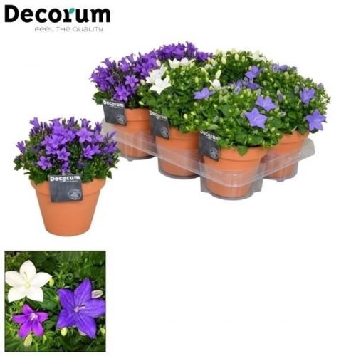 Campanula isoph. mix k188-5501