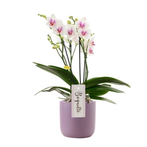 Phalaenopsis multiflora boquetto passione bpascrp