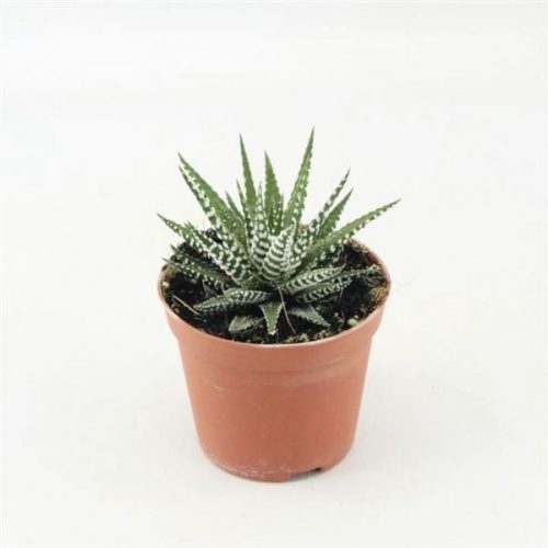 Haworthia fasciata big band