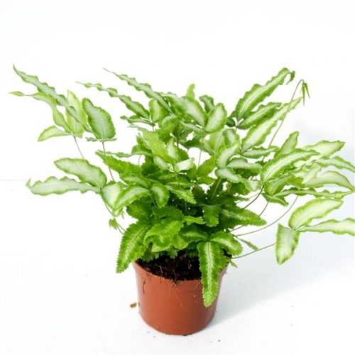 Pteris albolineata