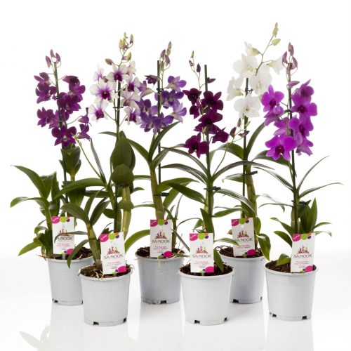 Dendrobium sa-nook mix