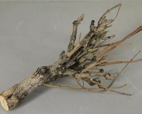 Seringenhout wide - Seringenhout wide