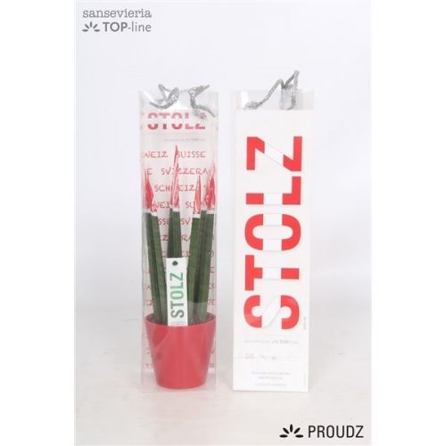 Sansevieria cilindrica artooz zwitserland