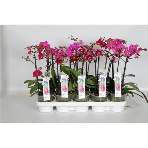 Phalaenopsis multiflora mix