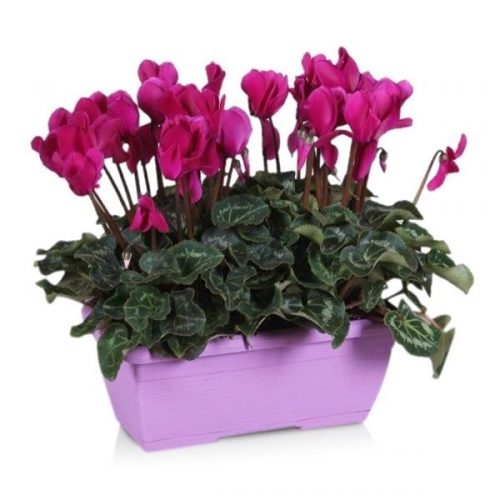 Cyclamen ton sur ton in paars duoba