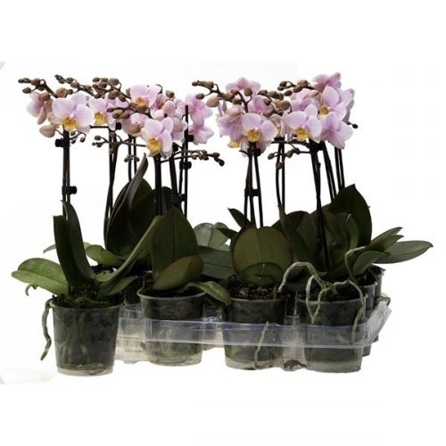 Phalaenopsis multiflora kolibri roze