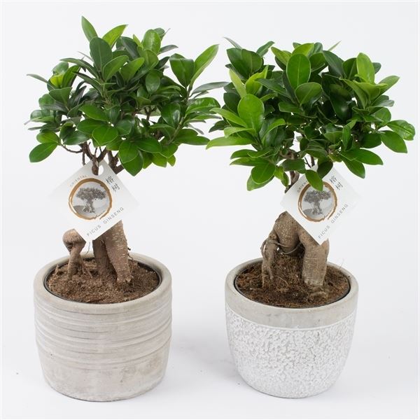Ficus ginseng 1 Ficus ginseng