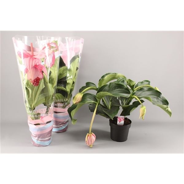 Medinilla magnifica pinatubo 1 Medinilla magnifica pinatubo