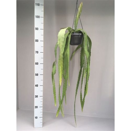 Epiphyllum Overig