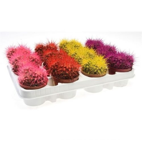 Echinocactus grusonii rainbow mix rc8001