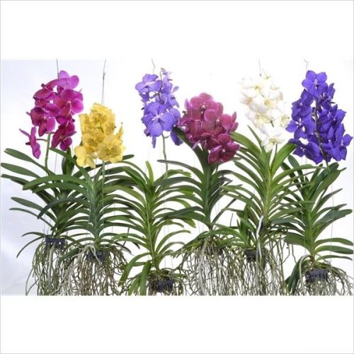 Vanda mix xl