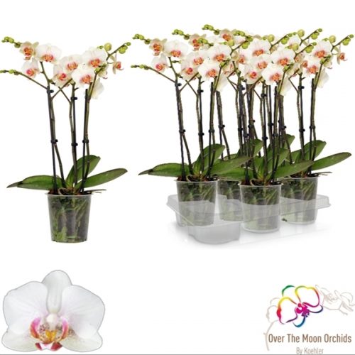 Phalaenopsis multiflora jph 1366