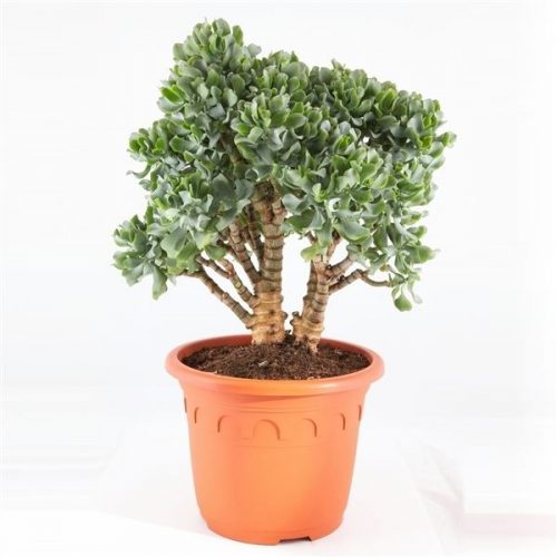 Crassula arborescens subsp. undilatifolia