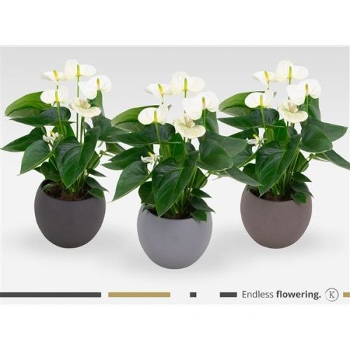 Anthurium andr. karma white