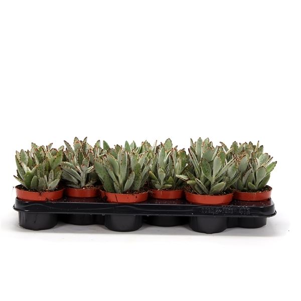 Kalanchoe tomentosa 1 Kalanchoe tomentosa