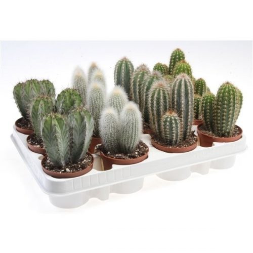 Cactus zuil mix ca8009