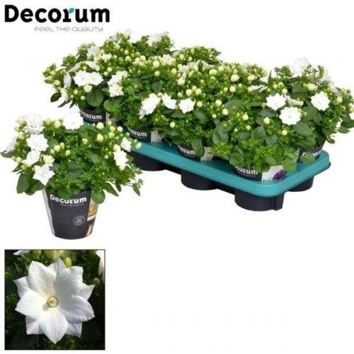 Campanula isoph. dublin wit