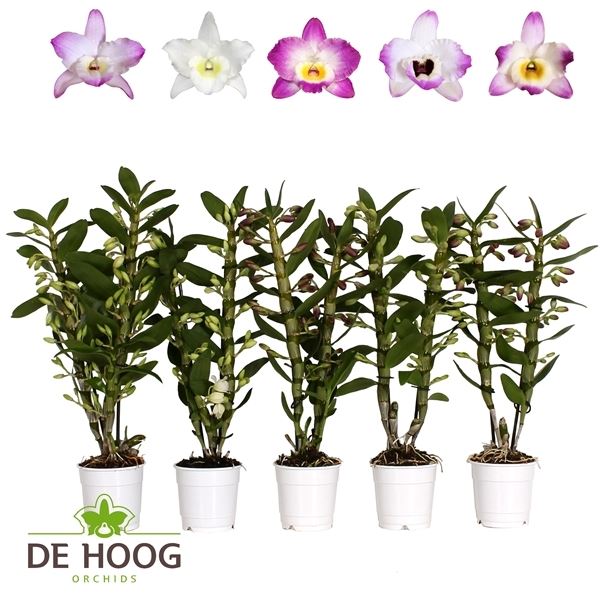 Dendrobium nobile cultivars mix 3 kleuren 1 Dendrobium nobile cultivars mix 3 kleuren