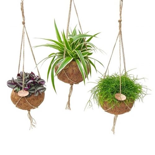 Kokodama kamerplanten mix kds15greensm