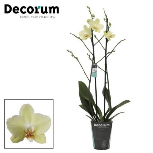 Phalaenopsis candela