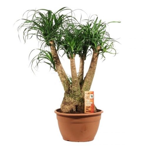 Beaucarnea recurvata vertakt
