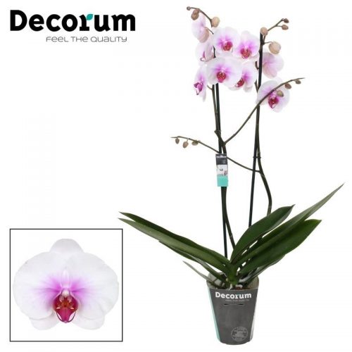 Phalaenopsis mountion	phal. mountion - 2 spike 12cm	-	4	-	Adet