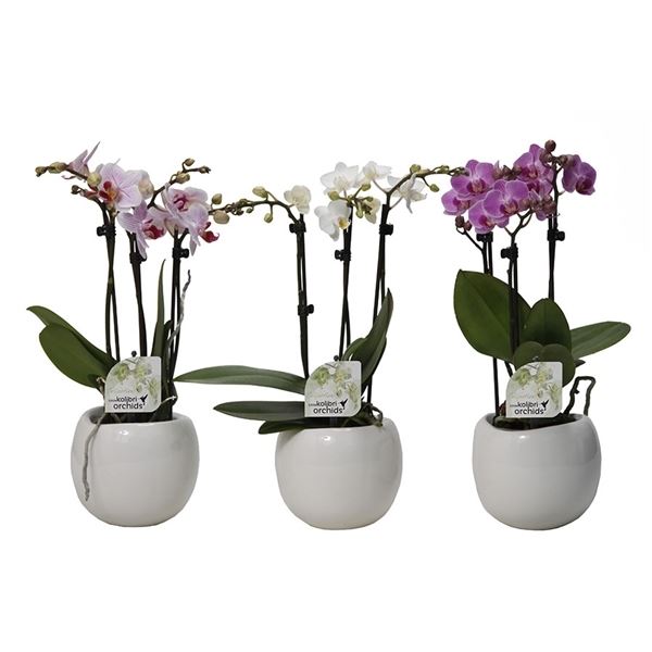Phalaenopsis multiflora kolibri mix 13620 1 Phalaenopsis multiflora kolibri mix 13620