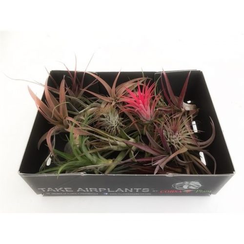Tillandsia mix