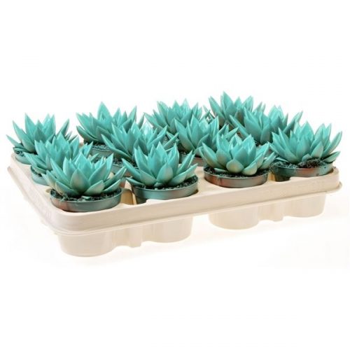 Echeveria miranda rainbow mint