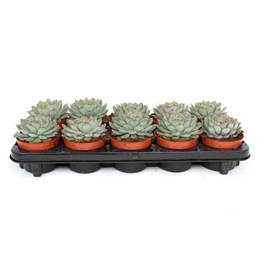 Echeveria pelisuda pelis510