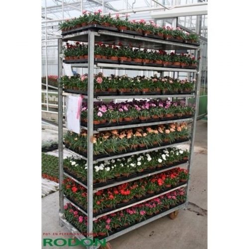 Dianthus mixkar 7 kleuren