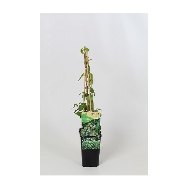 Lonicera japonica halliana