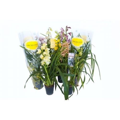 Cymbidium mix frankrijk