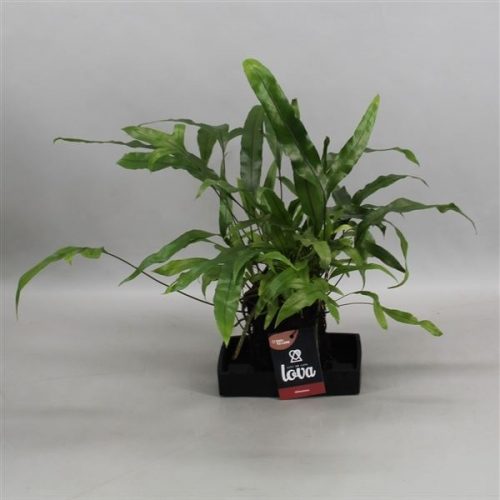 Lova microsorum diversifolium