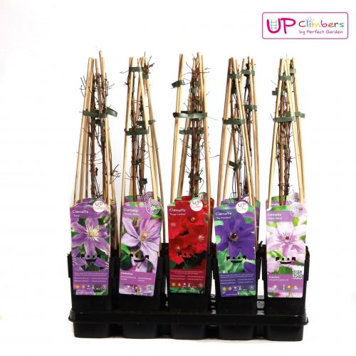 Clematis mix grootbloemig