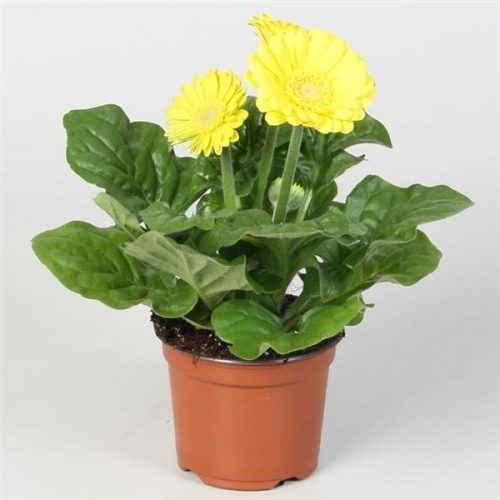 Gerbera colourgame geel