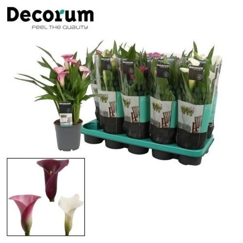 Zantedeschia sweet mix 12cm met dec		-	6	-	Adet