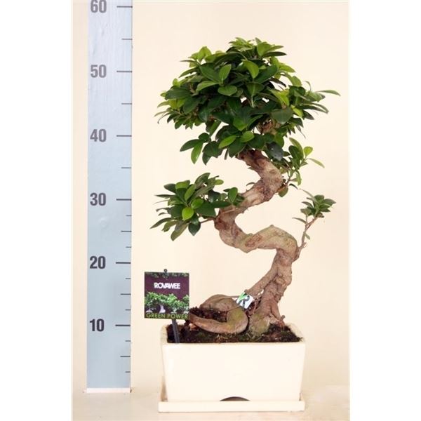 Ficus ginseng 1 Ficus ginseng