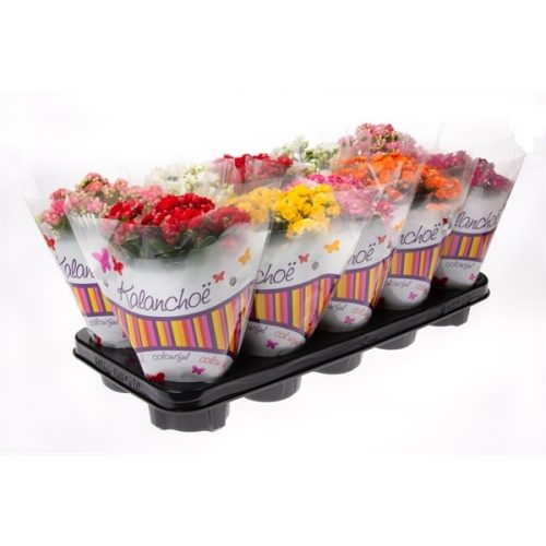 Kalanchoe roseflowers mix