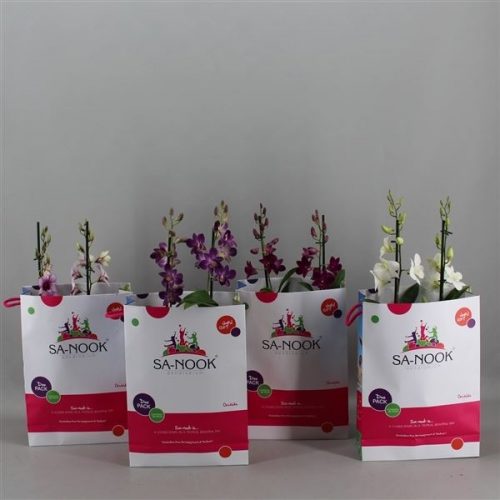 Twintas dendr sa-nook twin