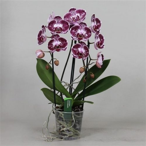 Phalaenopsis beautifall asian pearl