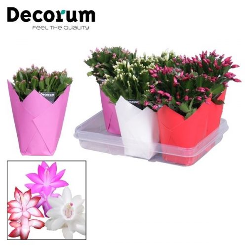 Schlumbergera mix