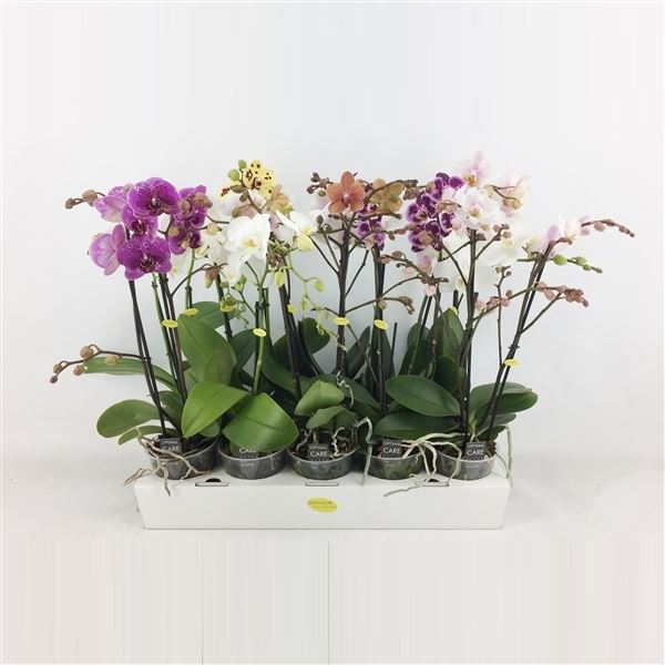 Phalaenopsis multiflora mix 1 Phalaenopsis multiflora mix