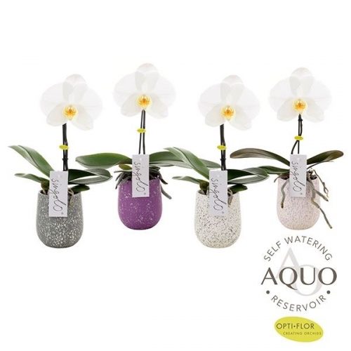 Phalaenopsis singolo wit swam